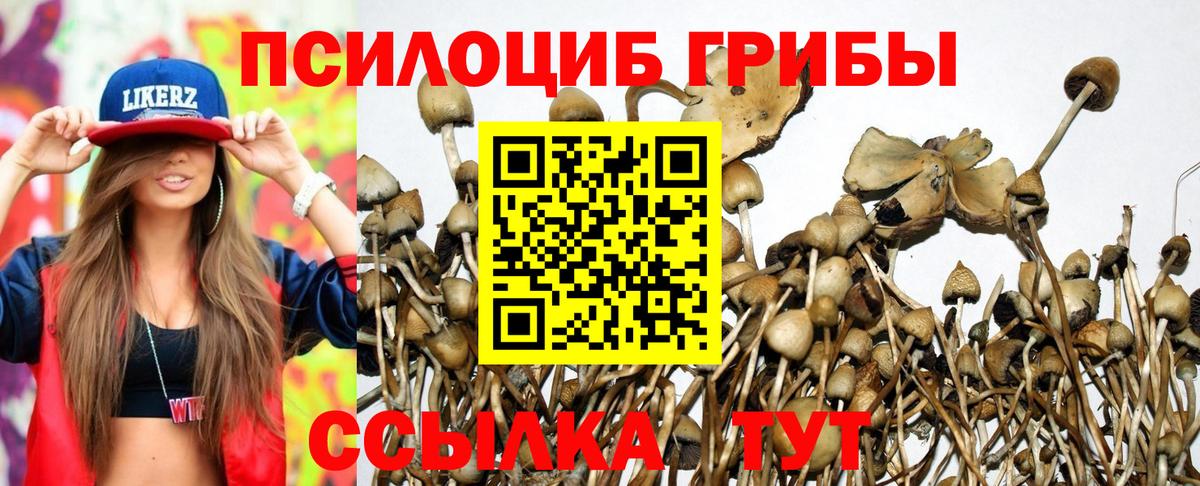 Галлюциногенные грибы Psilocybe Краснотурьинск